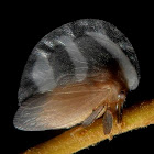 Treehopper