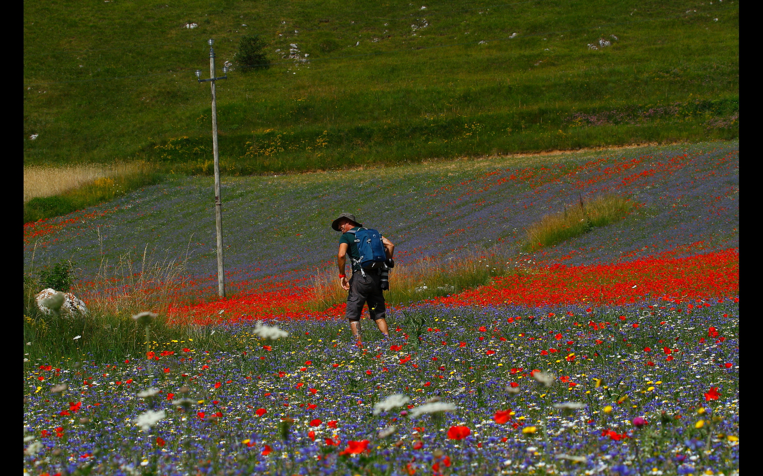 Estate ,esplosione di colori di Ironsnake62