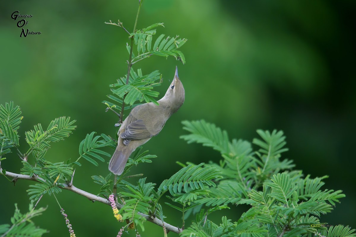 BLYTH'S REED WARBLER