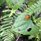 Leaf beetle