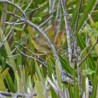 Common Yellowthroat ♀