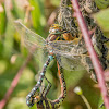 Common Hawker