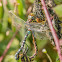 Common Hawker