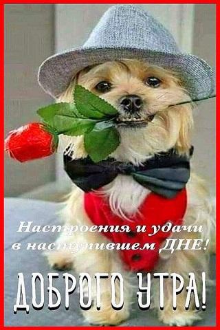 Картинки С добрым утром