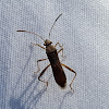 Broad-headed Bug