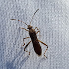 Broad-headed Bug