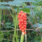 Jack-in-the-pulpit