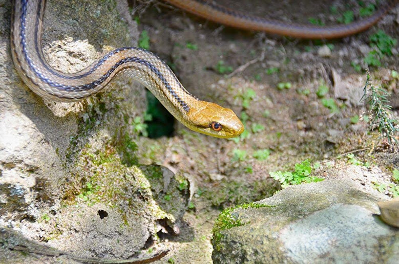 シマヘビを飼ってみたら案外かわいかった件