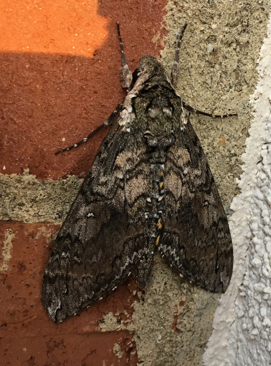 Carolina Sphinx Moth