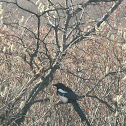 Black-billed magpie