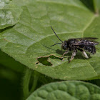 Long Horned Bee