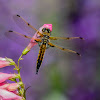 Four Spotted Skimmer