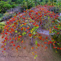 Flamboyant Tree