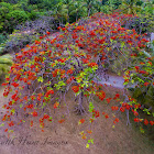 Flamboyant Tree