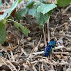 Cuckoo Wasp