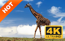 Giraffe Pop HD Animals New Tabs Theme small promo image