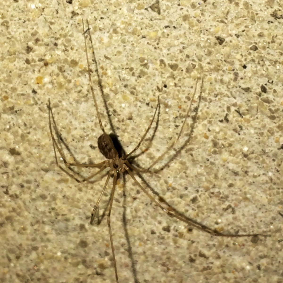 Cellar Spider