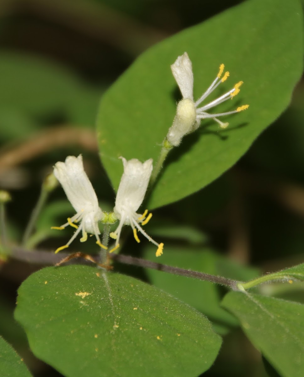 Fly honeysuckle