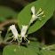 Fly honeysuckle