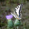 Common yellow swallowtail