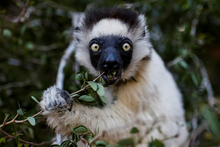 A sifaka lemur eats leaves at the Berenty Reserve in Toliara province, Madagascar. File Photo