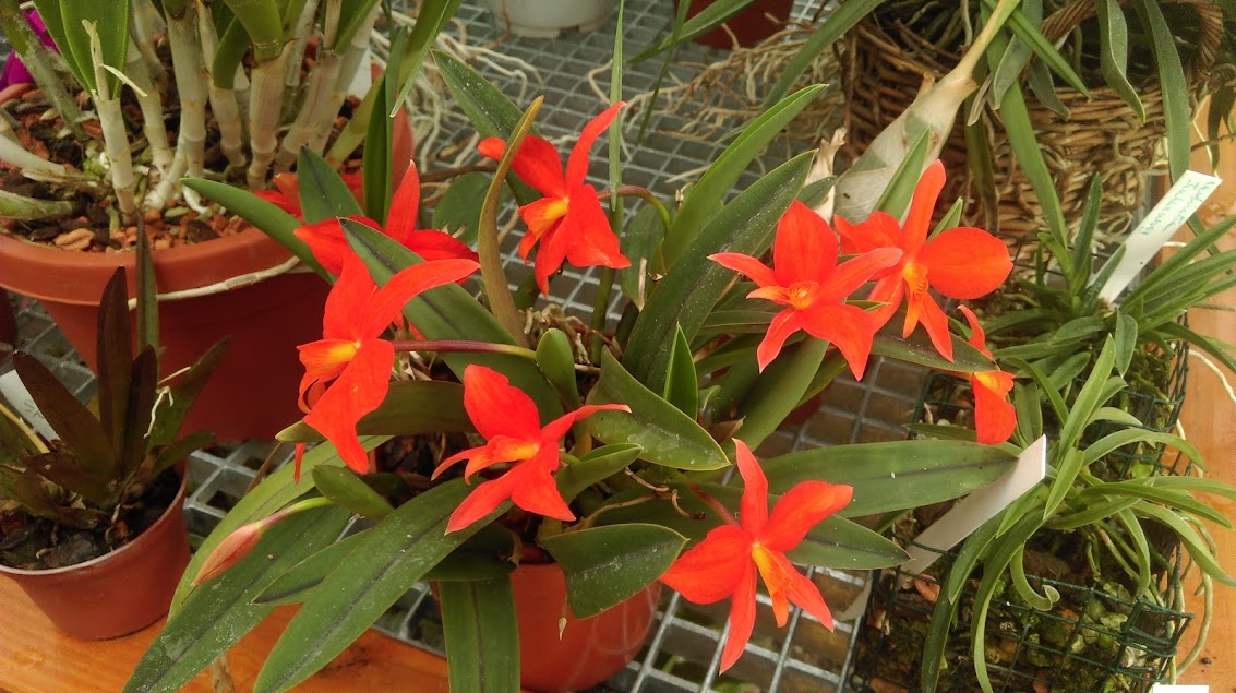 Cattleya (Sophronitis) coccinea 1oDrfmEmKBJiDjL2ArZ18tS90sOAaQiNScAIByZPM5kDAUCJ043Yg22ztCDyjMy7yOCgVoNXEFb5OZgG-VBGLhTTlbiCzZm6cmntNLzFhkuBMru_4xpHn8Pr61JUQBFhFUgnDCew8E1g8OqbyY6BLes0HbCYR-8INgASbVlj6jPStEiTB4K6NhxUXvW-DnHsUpd4oGI31yXj_X8SFoJ_QhT-2qaC6_HHOd3-9BwftBhS_-HpvKa44CpBT7PDWrLbbwveInlDVD3H0pXqgqQ9YMhc1vUrO0ZWiPXoODiT22pIh1oths2F_vE5H5t0SqheXpCEq7VsZXI_KLD8-NXk7o-UWtKIjH1OrOPu9yf4KqO8LqPyOEtEIvobn8A-D6aKCVyLdU1EdUf0R9U_YbsvuREQM2i961uUaI8cDTvDcF3wuLfqnNXTwqldQvvGVKEaD-POnG7eijU4xs5hTKPe0X-pefi68fqZvOnAWCKpVPZ-5wGNRpFI3BSC2Yt3EV_le1YKglLkdxSqDfM5pm3rbOitR-X3yBdGI0doMe4UHuCJmK2bHIDk5qkXkILfgd4qQ9sg_A=w1133-h635-no