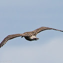 Gull, juvenile