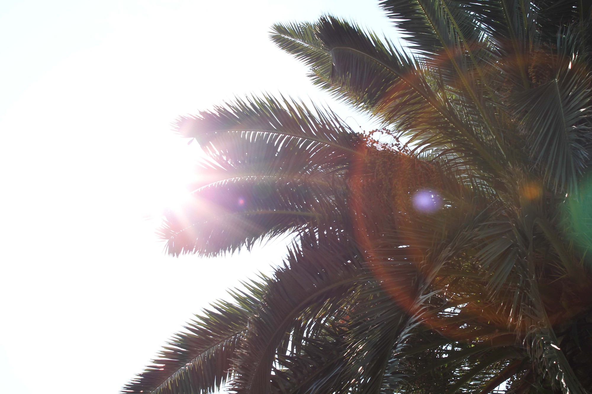 Tree and Sun di Maddalena94