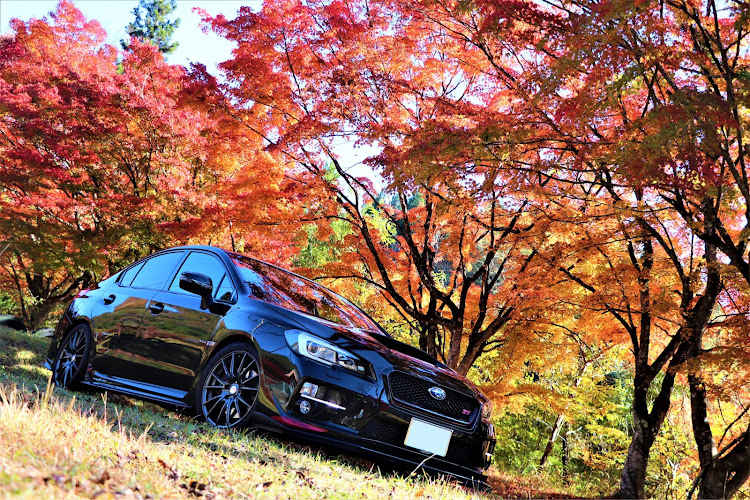 WRX STIの紅葉・一眼修行・目指せPickUpCars・四季桜・色づく世界の山からwに関するカスタム事例の投稿画像1枚目