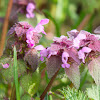 purple deadnettle