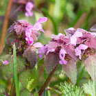 purple deadnettle