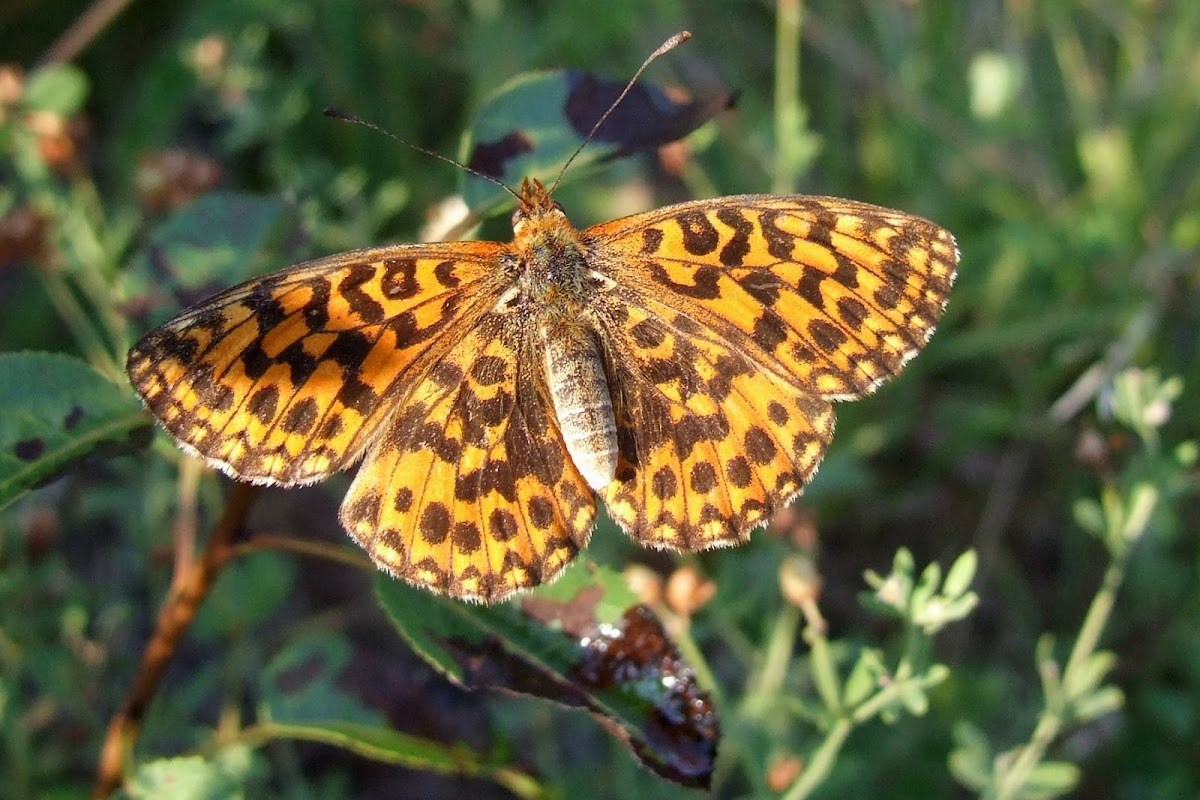 Weawer's Fritillary