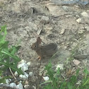 Eastern Cottontail