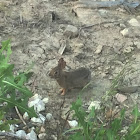 Eastern Cottontail