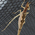 Two-spotted Tree Cricket female