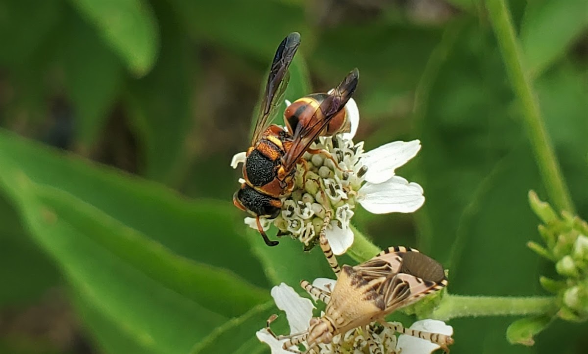 Mason wasp