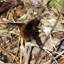 Large Bee-Fly