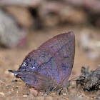 Purple Leaf Blue