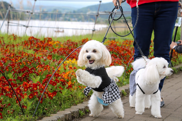 ゴルフGTIの新緑と愛車・ゴルフ7GTI・VW・犬とドライブ・犬に関するカスタム事例の投稿画像12枚目