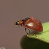 Six-spotted Zigzag Ladybird Beetle