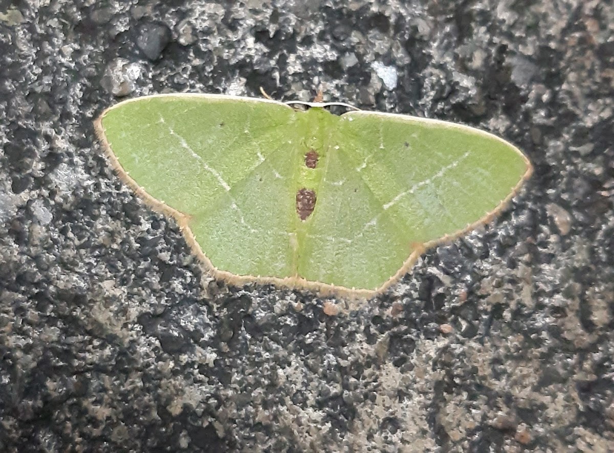 Emerald moth