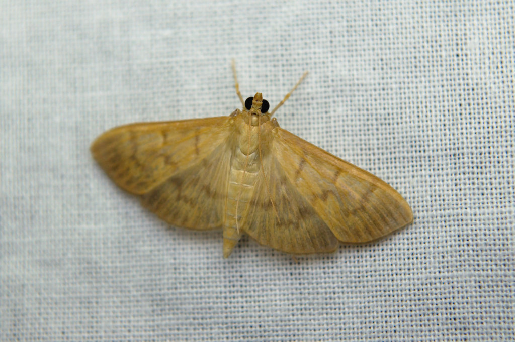 Herbivorous Pleuroptya Moth