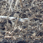 Horned Lark