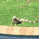 Green Iguana