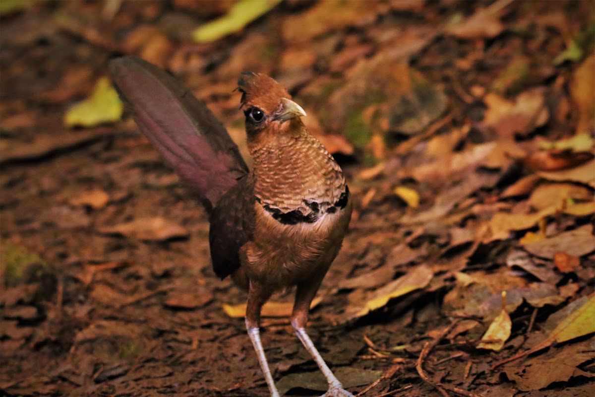 Rufous-vented Ground Cuckoo