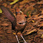 Rufous-vented Ground Cuckoo