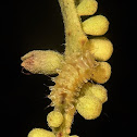 Gold-bordered hairstreak caterpillar