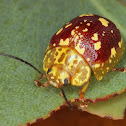 Leaf Beetle