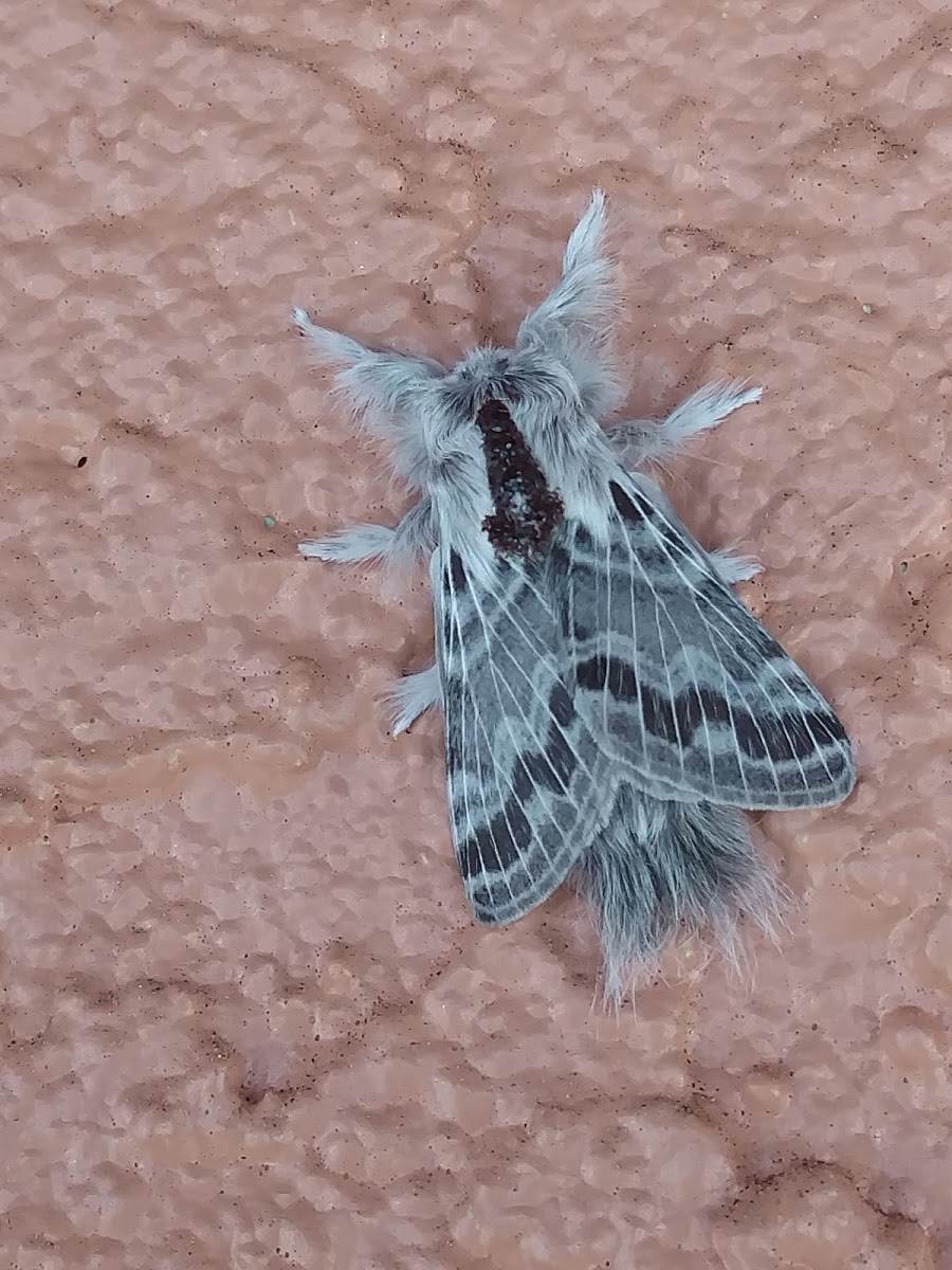 Large Tolype Moth