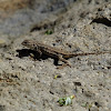 Northwestern Fence Lizard